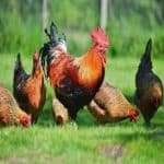 Best Country Chicken Online